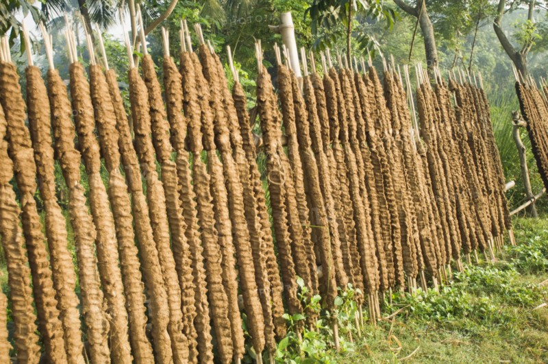 Bangladesh, Rajshahi, Sticks of cow dung drying in the sun to be used as fuel. 
Photo Nic I Anson / Eye Ubiquitous
