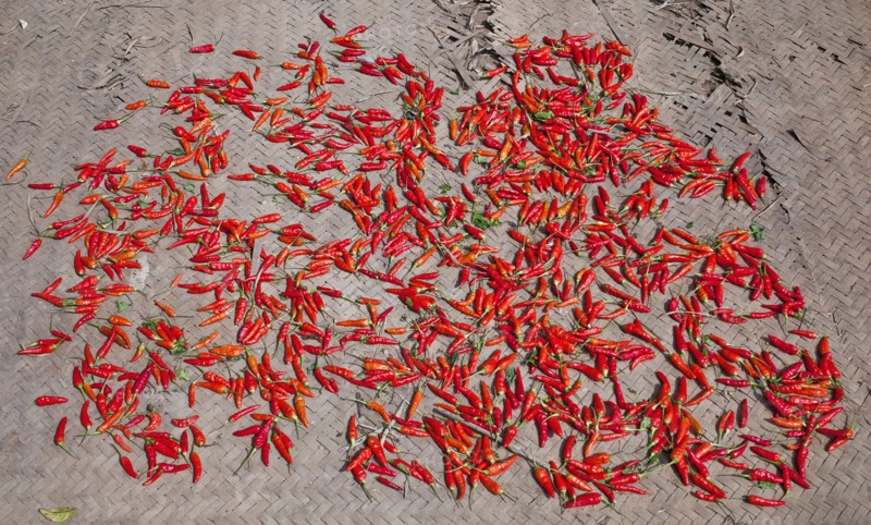 Laos, Mekong, Drying Red Peppers in Village on the Mekong River. 
Photo Richard Rickard / Eye Ubiquitous