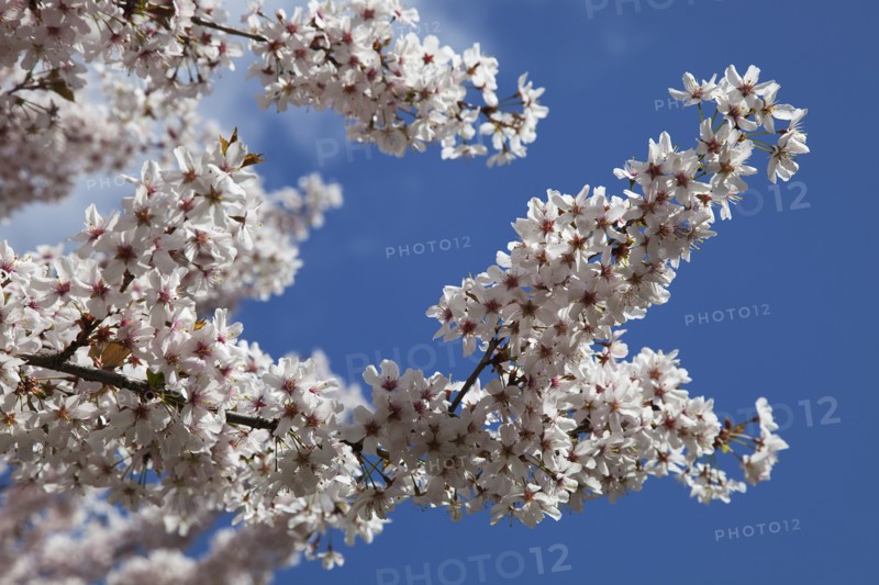 Plants, Flowers, Apple tree, Close up of Malus domestica branches with white blossoms. 
Photo Zhale Naoka Gibbs / Eye Ubiquitous