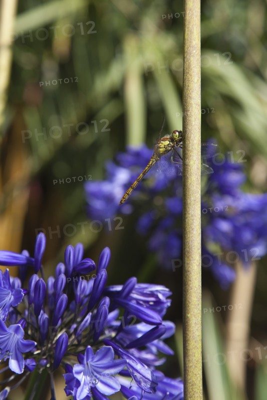 Plants, Flowers, Agapanthus, Dragonfly on Agapanthus. 
Photo Zhale Naoka Gibbs / Eye Ubiquitous