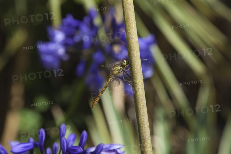 Plants, Flowers, Agapanthus, Dragonfly on Agapanthus. 
Photo Zhale Naoka Gibbs / Eye Ubiquitous