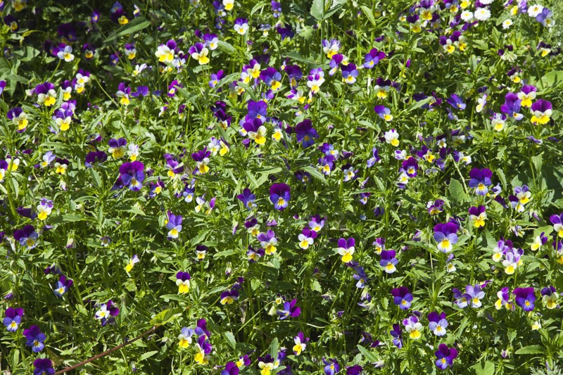 Plants, Flowers, Pansy, Pansy Viola wittrockiana growing wild in garden. 
Photo Zhale Naoka Gibbs / Eye Ubiquitous