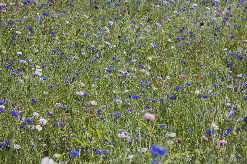 Plants, Flowers, Wild Flowers, Meadow of mixed wild flowers Cornflower and Daisies. . 
Photo Zhale Naoka Gibbs / Eye Ubiquitous