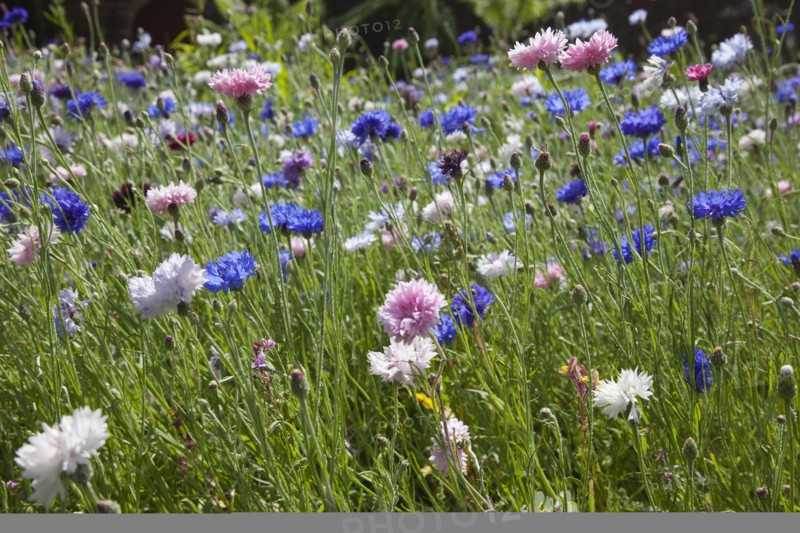 Plants, Flowers, Wild Flowers, Meadow of mixed wild flowers Cornflower and Daisies. 
Photo Zhale Naoka Gibbs / Eye Ubiquitous
