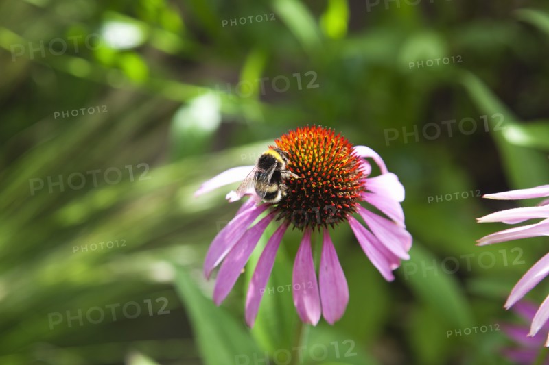 Echinacea