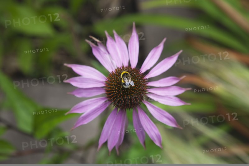 Echinacea