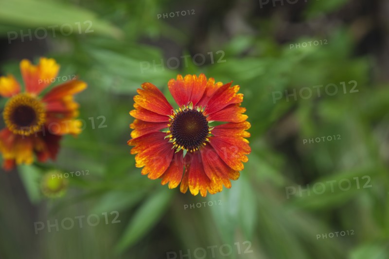 Plants, Flowers, Sneezeweed, Close up of Helenium Moerheim Beauty Sneezeweed flower. 
Photo Zhale Naoka Gibbs / Eye Ubiquitous