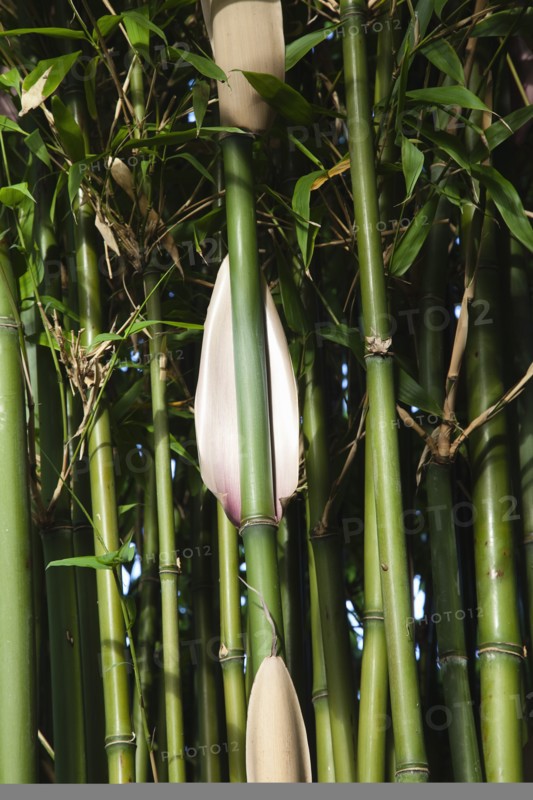 Plants, Bamboo, Close up of Semiarundinaria Fastuosa Bamboo growing in urban garden. 
Photo Zhale Naoka Gibbs / Eye Ubiquitous