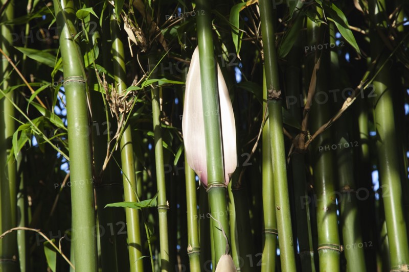 Plants, Bamboo, Close up of Semiarundinaria Fastuosa Bamboo growing in urban garden. 
Photo Zhale Naoka Gibbs / Eye Ubiquitous