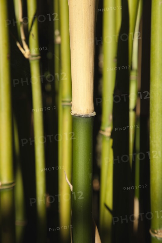 Plants, Bamboo, Close up of Semiarundinaria Fastuosa Bamboo growing in urban garden. 
Photo Zhale Naoka Gibbs / Eye Ubiquitous