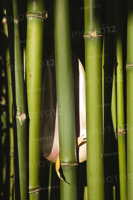 Plants, Bamboo, Close up of Semiarundinaria Fastuosa Bamboo growing in urban garden. 
Photo Zhale Naoka Gibbs / Eye Ubiquitous