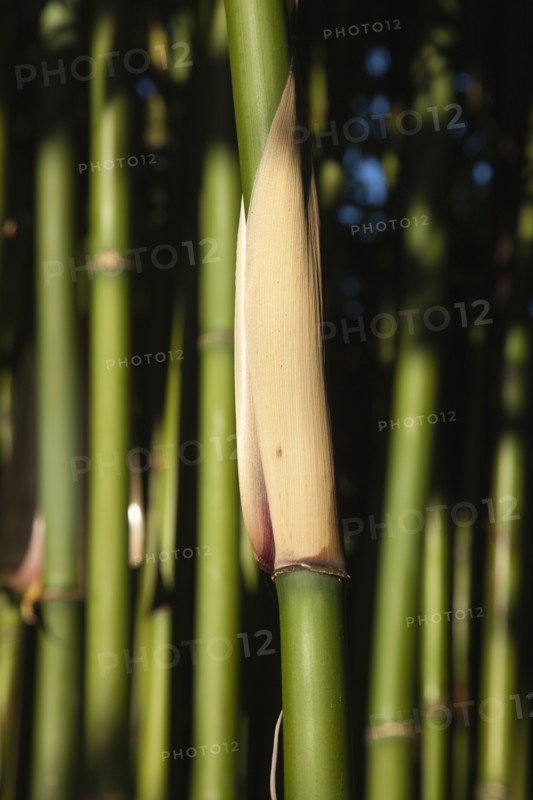 Plants, Flowers, Bamboo, Close up of Semiarundinaria Fastuosa Bamboo growing in urban garden. 
Photo Zhale Naoka Gibbs / Eye Ubiquitous
