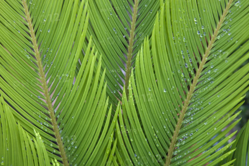 Plants, Sago Palm, Rain droplets on the leaves of Cycas Revoluta. 
Photo Zhale Naoka Gibbs / Eye Ubiquitous