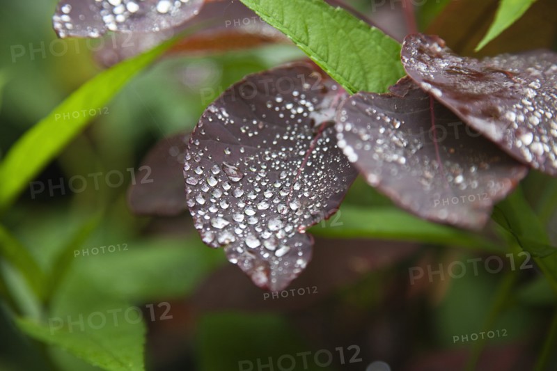 Plants, Smoke Bush, Water droplets on leaves of Cotinus Grace plant. 
Photo Zhale Naoka Gibbs / Eye Ubiquitous