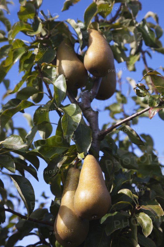 Plants, Fruit, Pears, Conference Pears growing on tree. 
Photo Zhale Naoka Gibbs / Eye Ubiquitous