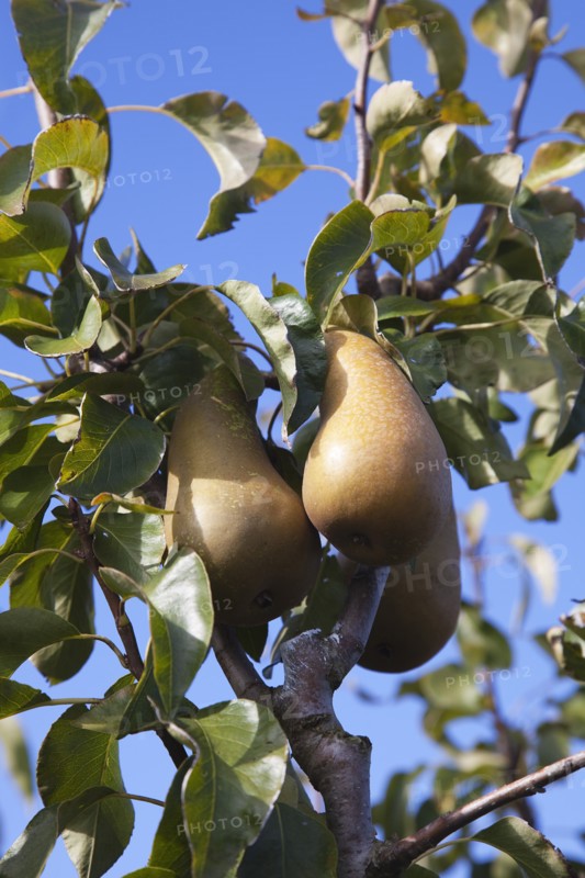 Plants, Fruit, Pears, Conference Pears growing on tree. 
Photo Zhale Naoka Gibbs / Eye Ubiquitous