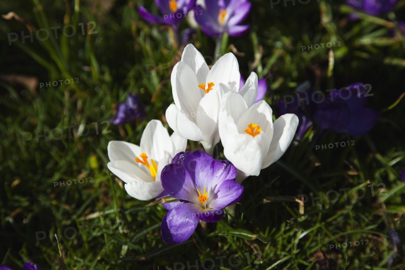 Plants, Flowers, Crocus, Low angled view of Crocuses growing wild amongst grass in public park. 
Photo Zhale Naoka Gibbs / Eye Ubiquitous