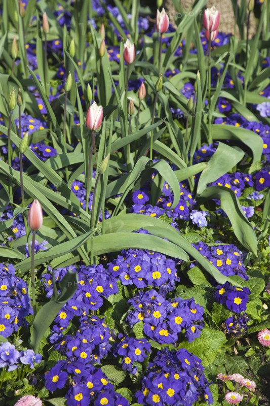 Plants, Flowers, Tulip, Tulips amongst bed of pansies. 
Photo Zhale Naoka Gibbs / Eye Ubiquitous