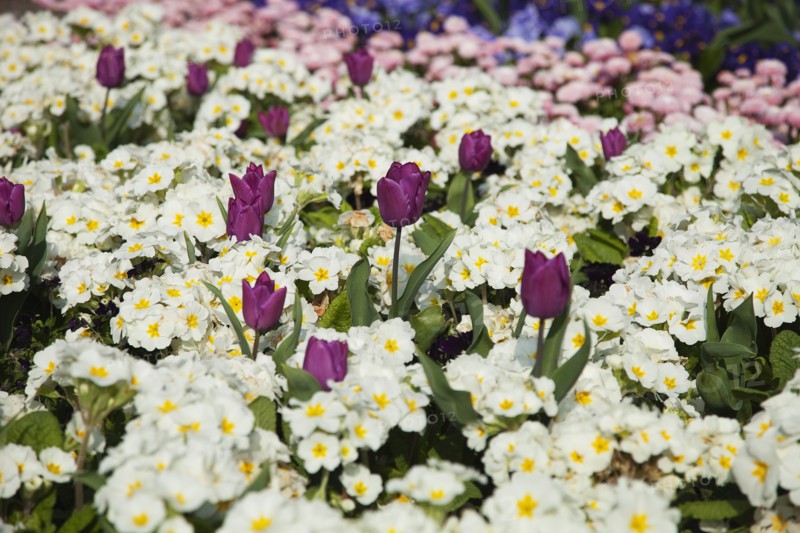 Plants, Flowers, Mixed, Garden with abundance of colourful Tulip and Primrose flowers. 
Photo Zhale Naoka Gibbs / Eye Ubiquitous