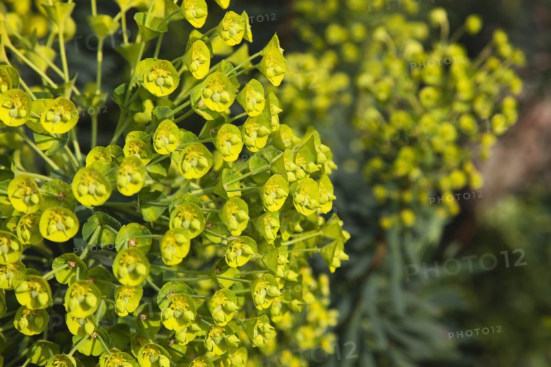 Plants, Flowers, Euphorbia, Close up of Spurge flowers Euphorbia Amygdaloides Robbaie. 
Photo Zhale Naoka Gibbs / Eye Ubiquitous