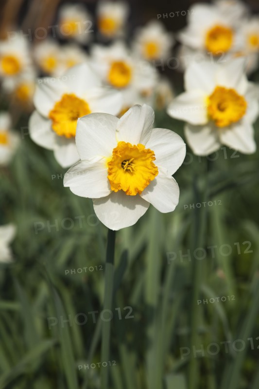 Plants, Flowers, Daffodil, Wild Daffodils growing in public parkland. 
Photo Zhale Naoka Gibbs / Eye Ubiquitous