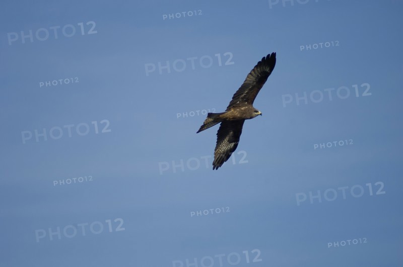 Nepal, Nagarkot, Himalayan Eagle soaring in sky above Kathmandu valle. 
Photo Nic I Anson / Eye Ubiquitous