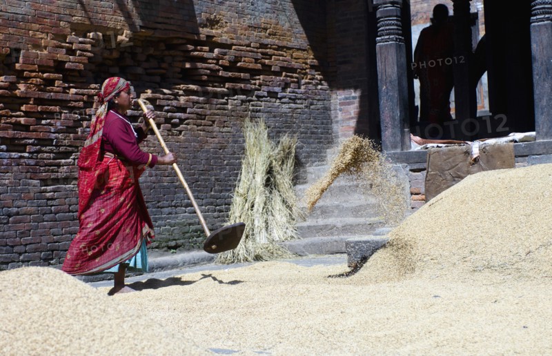 Nepal, Bhaktapur, Suryamadhi area Woman tossing grain in sun. 
Photo Nic I Anson / Eye Ubiquitous