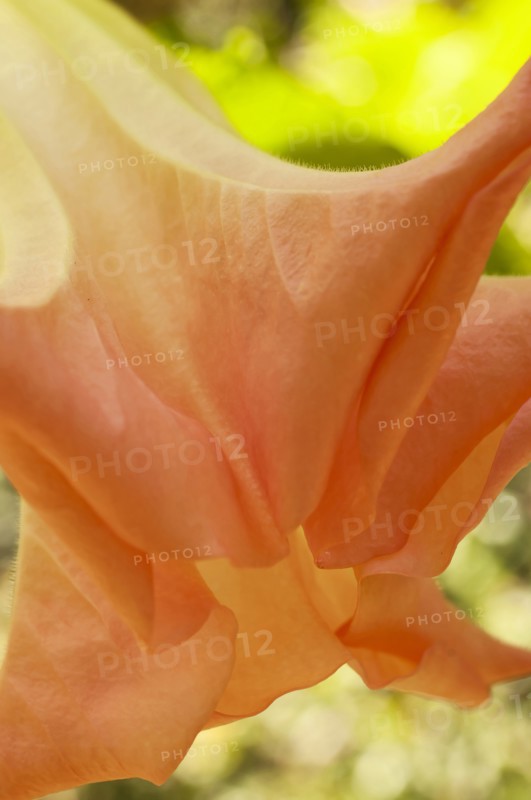 Plants, Flowers, Close up of the trumpet flower of the datura sauveolens or Angel tears. 
Photo Nic I Anson / Eye Ubiquitous