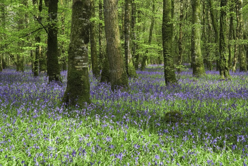 Ireland, County Roscommon, Derreen Wood, Bluebells in May. 
Photo Hugh Rooney / Eye Ubiquitous