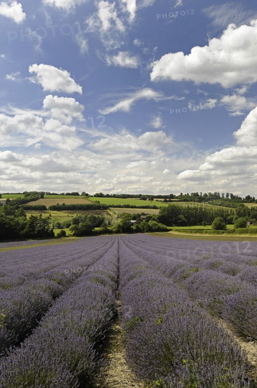 Lavender field at Castle Farm Shoreham Kent England