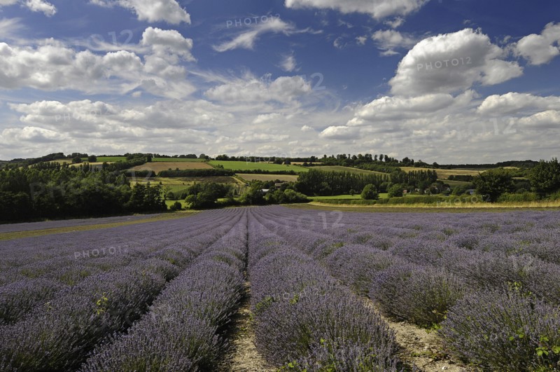 England, Kent, Shoreham, Lavender field at Castle Farm.