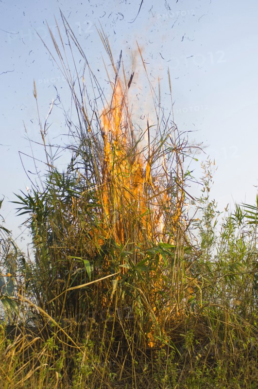 Bangladesh, Chittagong Division, Bandarban, Bamboo burning in the traditional slash and burn style of juma agriculture. 
Photo Nic I'Anson