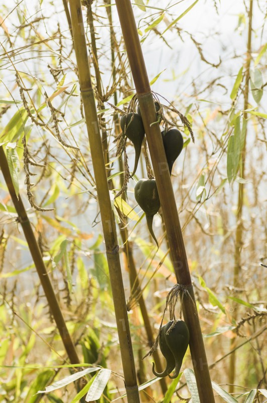Bangladesh, Chittagong Division, Bandarban, Rare bamboo fruit hanging from stems  usually flowers every 50 years.