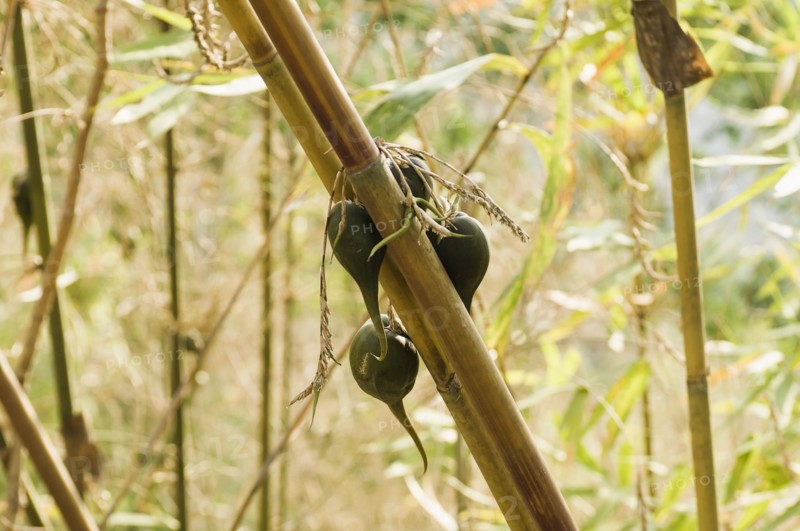 Bangladesh, Chittagong Division, Bandarban, Rare bamboo fruit hanging from stems  usually flowers every 50 years.