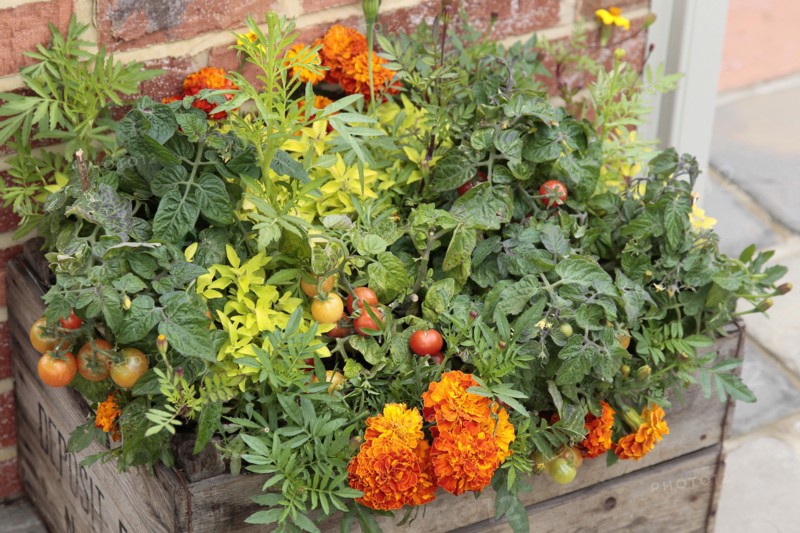 Plants, Flowers, Marigold, Lycopersicon  Tomato and Calendula  Marigold growing in wooden planter.