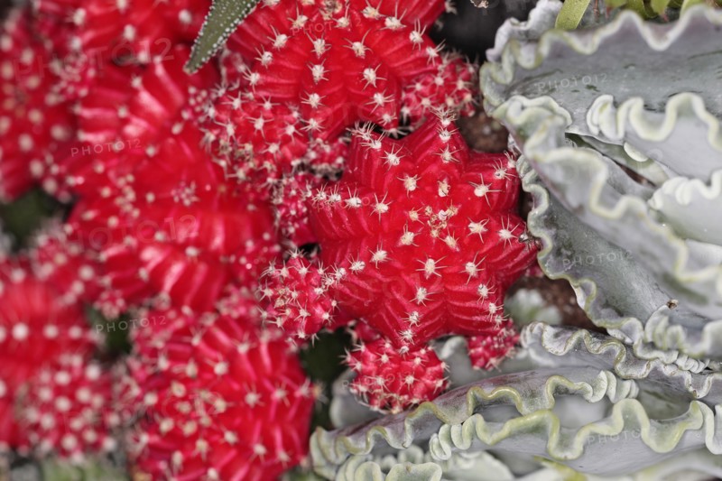 Plants, Cactus, Close up of Hibotan or Moon cactus, Gymnocalycium mihanovichii friedrichi. 
Photo Sean Aidan