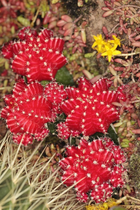 Plants, Cactus, Close up of Red Star Cactus.