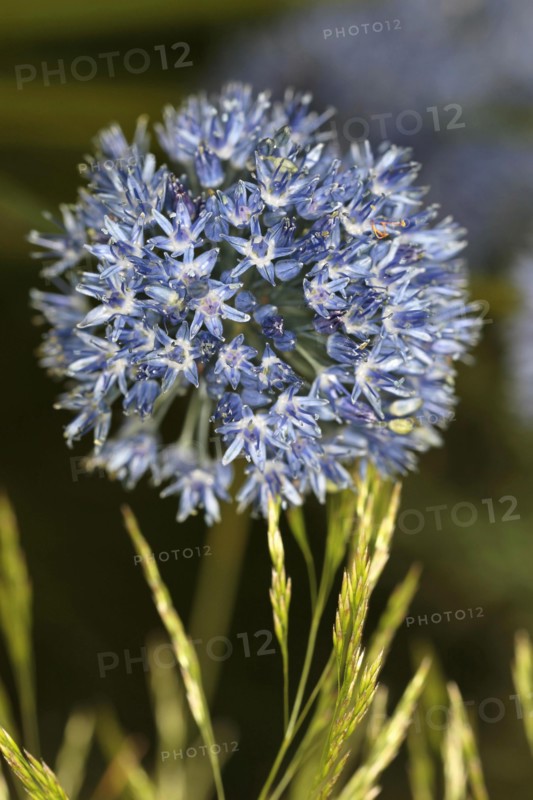 Plants, Flowers, Allium, Close up of the Allium flowers. 
Photo Sean Aidan