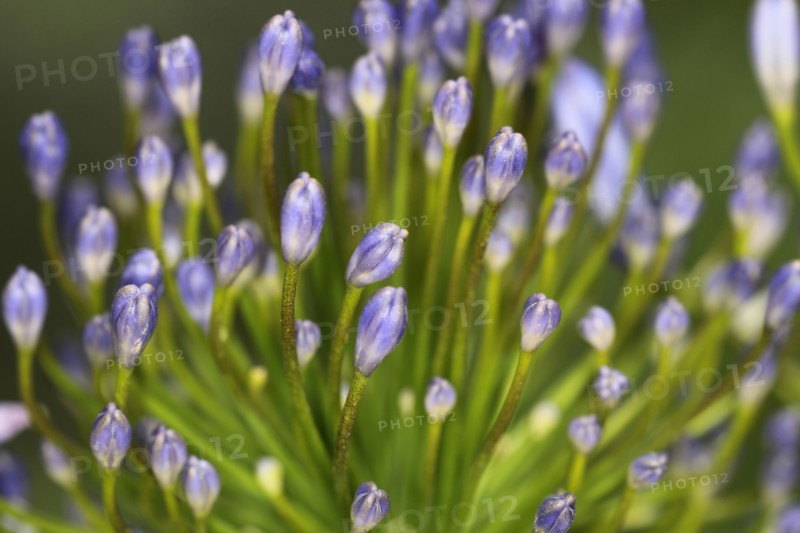 Plants, Flowers, Agapanthus, Agapanthus, close-up of the flower buds. 
Photo Sean Aidan