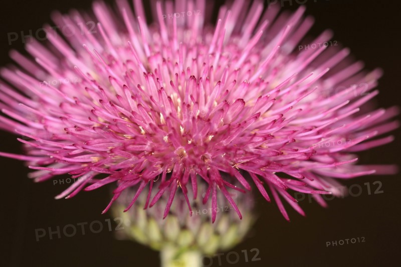 Plants, Flowers, Thistle, Close up of spikey pink coloured flowerhead.
