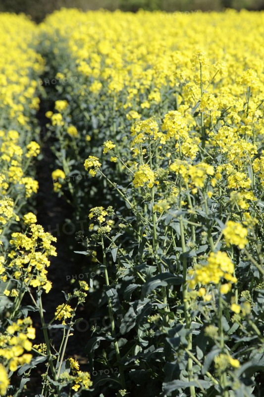 Agriculture, Crops, Oilseed Rape, Brassica napus oleifera  intensively grown on farm.