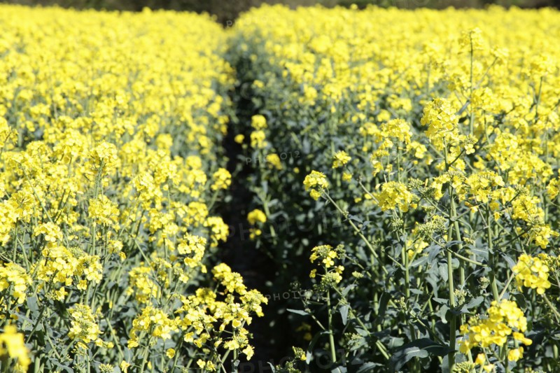 Agriculture, Crops, Oilseed Rape, Brassica napus oleifera, intensively grown on farm. 
Photo Sean Aidan