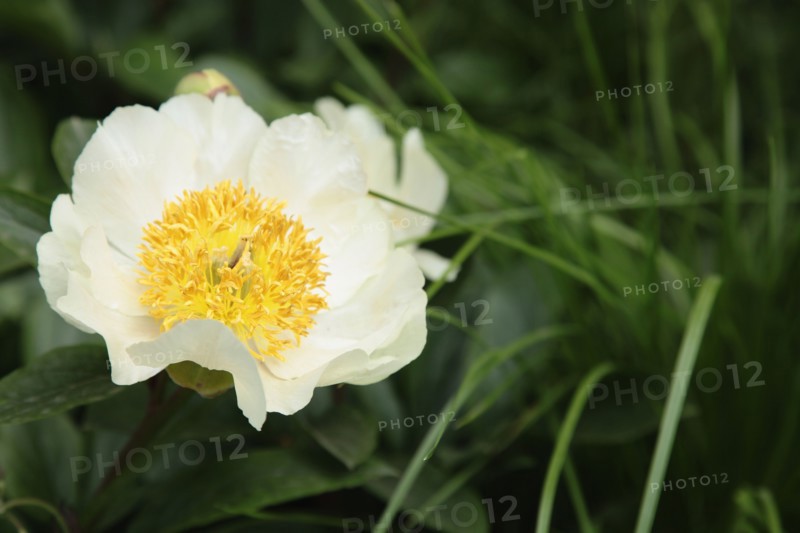 Plants, Flowers, Peony, Paeonia " Krinkled white".
