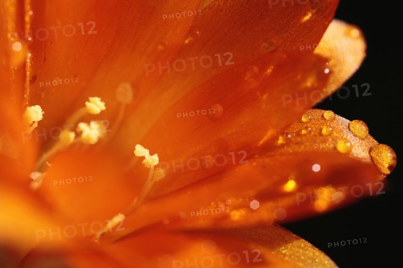 Plants, Flowers, Clivia, Close up of water droplets on orange petals. 
Photo Sean Aidan