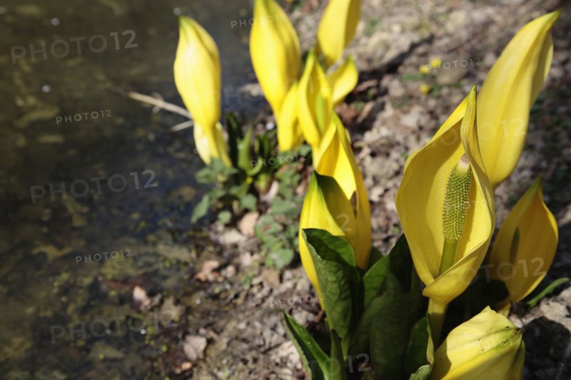 Plants, Flowers, Skunk Cabbage, Yellow Skunk Cabbage, Lysichiton americanus. 
Photo Sean Aidan