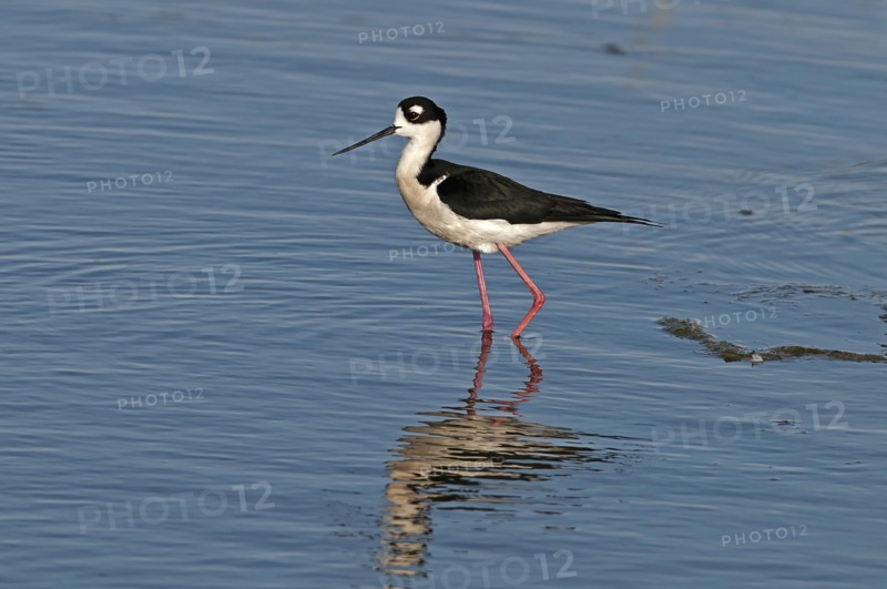 Canada, Alberta, Tyrrell Lake, Black-necked Stilt bird, Himantopus mexicanus, with catchlight in eye and reflection in the water, Black and white feathers, pink legs. 
Photo Trevor Page
