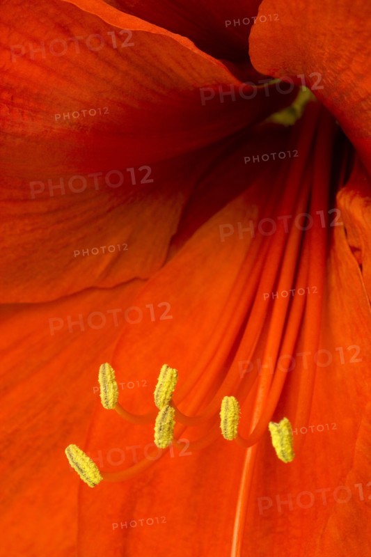 Amaryllis, Hippeastrum.