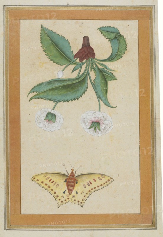 Fleurs blanches et papillon