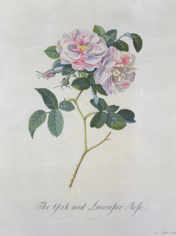 Ehret, Roses "York and Lancaster"