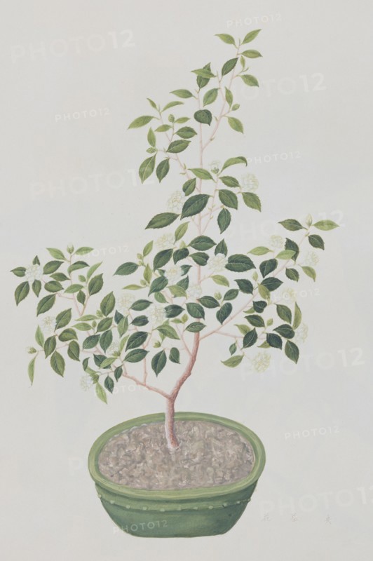 Plante à thé